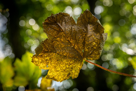 Looking up at a pretty sycamore leaf with autumn colourの写真素材