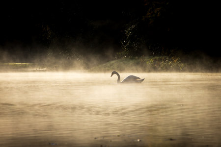 A lone swan on a lake, with an atmospheric mist and morning lightの写真素材