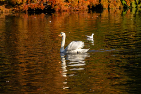 Morning light on an autumn day, with a swan swimming in a lakeの写真素材