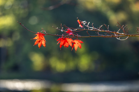 Colourful maple leaves on a branch in autumn, with a shallow depth of fieldの写真素材