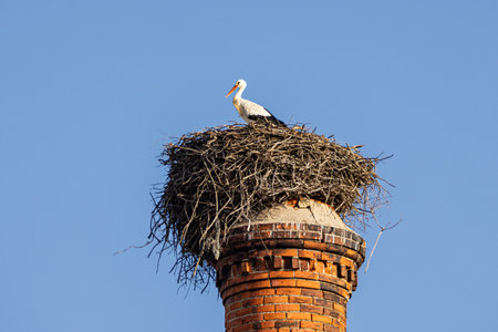 Looking up at a stork in a nest built on top of a chimney stack in Ferragudo, Portugal, with a blue sky behindの写真素材