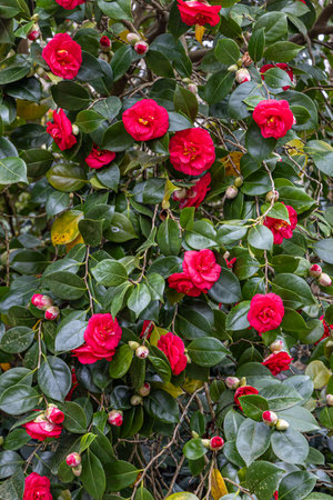 A full frame photograph of a red Camellia Japonica blooming in early springの写真素材