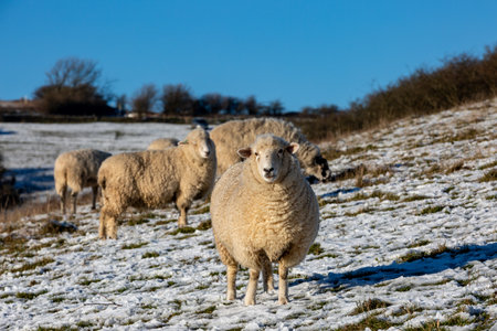 Sheep in a snowy field on Ditchling Beacon, on a sunny December dayの写真素材
