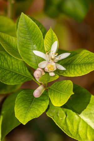 A lemon tree in blossom, with a shallow depth of fieldの写真素材