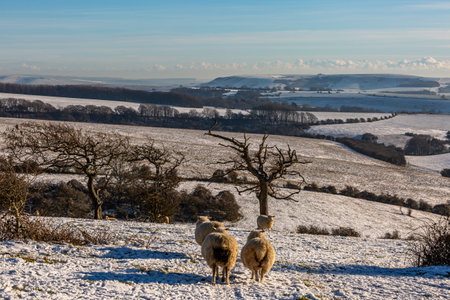 A snowy view on Ditchling Beacon in the South Downs, with sheep in the foreground and a blue sky overheadの写真素材