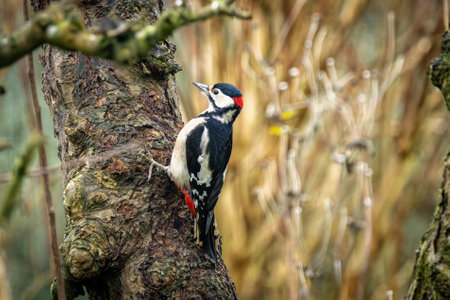 A close up of a Great Spotted Woodpecker on a tree in Sussex in winter timeの写真素材