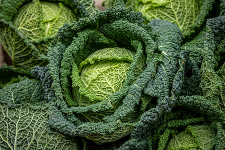 A close up of Savoy Cabbages  for sale, with selective focusの写真素材