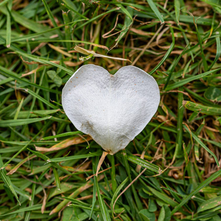 A high angle view of a rose petal shaped like a heartの写真素材