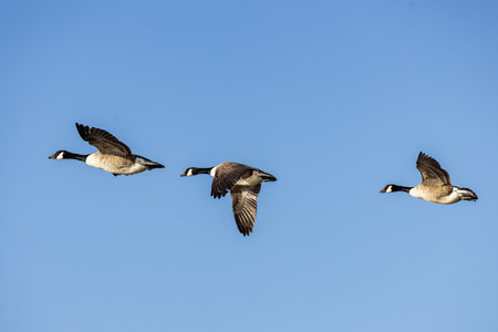 Looking up at Canada Geese flying in Sussex, against a blue skyの写真素材