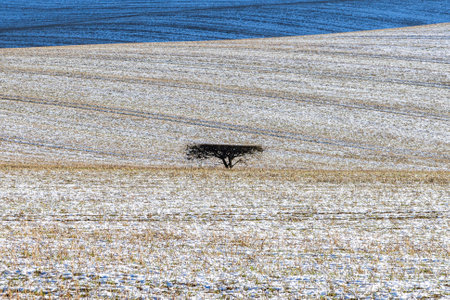 A full frame photograph of snowy fields in the South Downs with a lone tree in the centreの写真素材