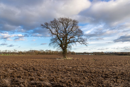 A bare tree in a plowed field in Sussex on a sunny winter's dayの写真素材