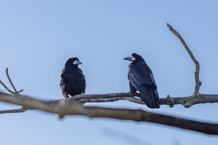 Two rooks perched on a tree branch with a clear blue sky behind
