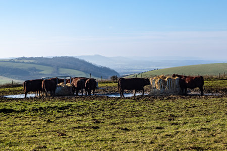 A sunny day in rural Sussex with cows feeding on a hillsideの写真素材