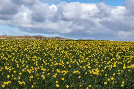 An abundance of vivid daffodil flowers growing on a sunny spring dayの写真素材