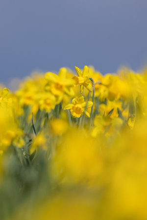 Pretty daffodils blooming in the Welsh countryside, with a blue sky overheadの写真素材