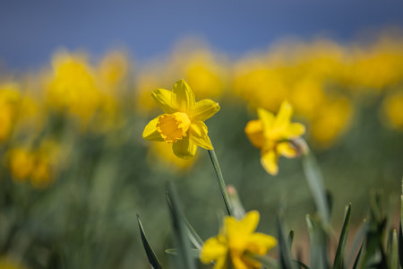 Daffodils in bloom on a sunny spring dayの写真素材