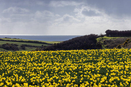 An agricultural field of daffodils growing near the Pembrokeshire coast, on a sunny spring dayの写真素材