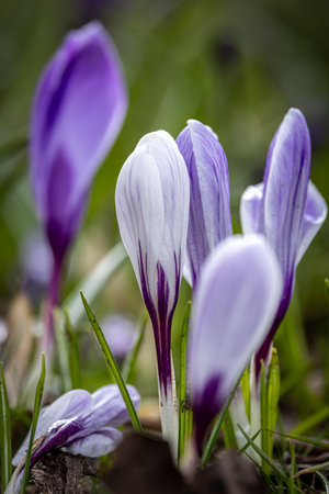 Pretty crocus flowers in bloom on a spring day, with a shallow depth of fieldの写真素材