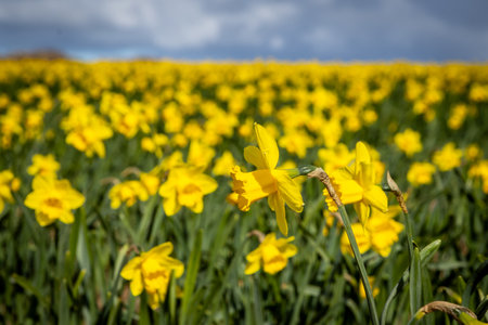 Daffodils in bloom in springtime, with focus on foregroundの写真素材