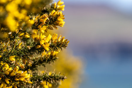 Vivid flowers on a gorse bush on a sunny spring dayの写真素材
