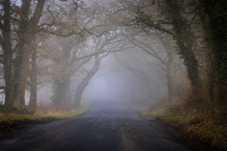 A foggy morning in Sussex, with bare trees overhanging a country roadの写真素材