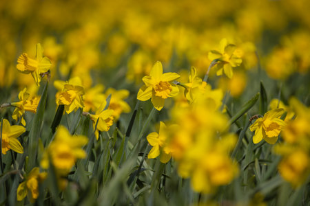 Daffodils in bloom in springtime, with a shallow depth of fieldの写真素材