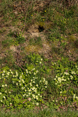 Pretty primroses growing in rural Sussex with an animal den  aboveの写真素材