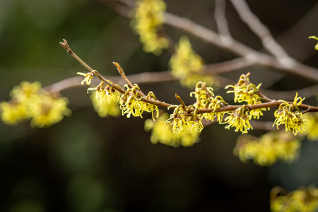 A witch-hazel tree growing in Sussex, on a winters dayの写真素材