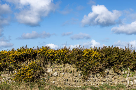 An old stone wall in the Welsh countryside, with a gorse bush flowering over itの写真素材