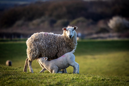 A ewe looking at the camera whilst her lamb feeds from her, with a shallow depth of fieldの写真素材