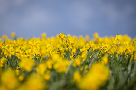A field of daffodils blooming in the spring sunshine, in rural Pembrokeshireの写真素材