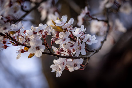 A close up of blossom on a tree, on an early spring dayの写真素材