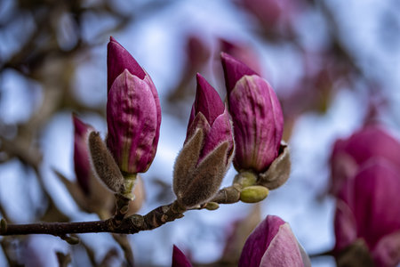 The pretty flowers of a magnolia tree in springtimeの写真素材