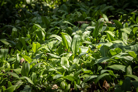 An abundance of wild garlic growing in rural Sussex woodland, on a sunny spring dayの写真素材