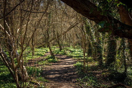 An abundance of wild garlic plants before flowering, growing in woodland in Sussexの写真素材