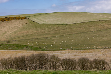 Sheep grazing on a South Downs hillside, on a sunny spring dayの写真素材