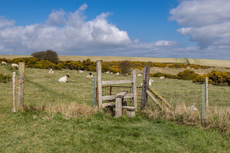 A rural Sussex view with sheep in a field behind a stileの写真素材
