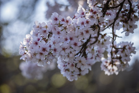 A close up of pretty blossom blooming in springtime, with a shallow depth of fieldの写真素材