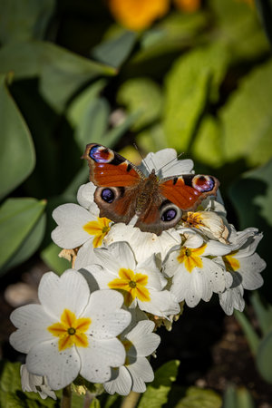 A close up of a Peacock butterfly perched on a primrose flower in Sussex, on a sunny spring dayの写真素材