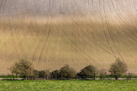 A South Downs hillside with young crops emerging in early springの写真素材