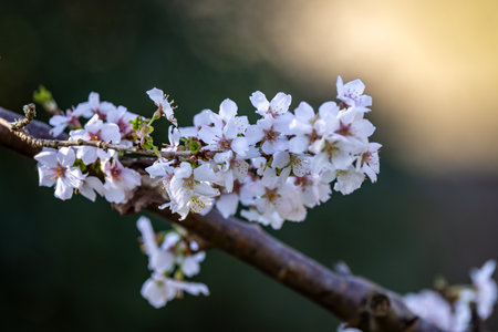 A blossom tree in bloom on a sunny March dayの写真素材