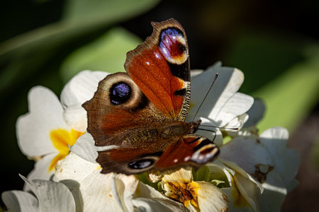 A pretty Aglais Io, commonly known as a Peacock butterfly, resting on a primrose flower, with a shallow depth of fieldの写真素材