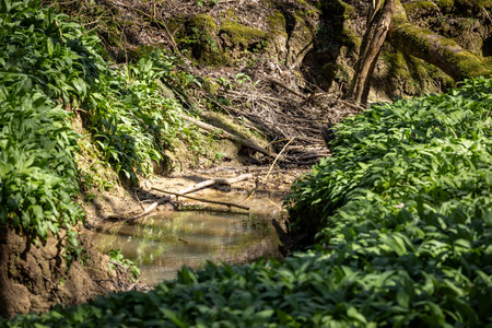 Wild garlic before flowering, on a sunny spring day in Sussexの写真素材