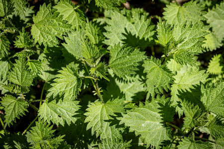 A full frame photograph looking down at nettle leaves in the sunshine, with selective focusの写真素材