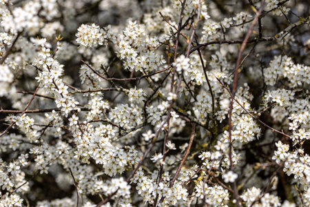A full frame photograph of a blackthorn shrub blooming on a spring day in Sussexの写真素材