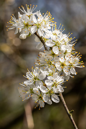 A close up of pretty blackthorn flowers in springtime, with a shallow depth of fieldの写真素材