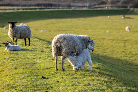 A lamb feeding from their mother in the South Downs in Sussex, on a sunny spring eveningの写真素材