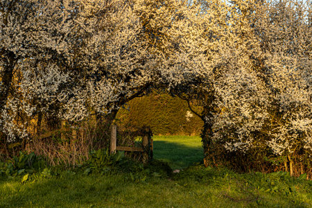 Looking through a gate surrounded by a blooming blackthorn shrub, on a sunny spring evening in Sussexの写真素材