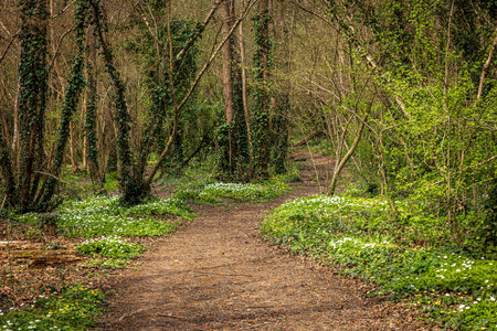 Wood anemones lining a footpath through Sussex woodland, on a sunny spring dayの写真素材