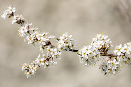 Pretty blackthorn flowers in Sussex, with selective focusの写真素材